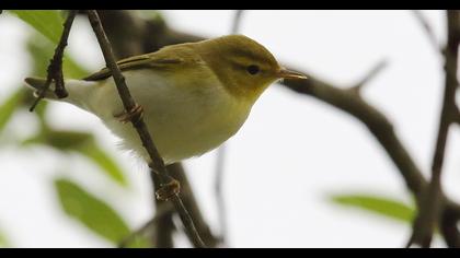 Wood Warbler