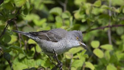 Barred Warbler