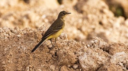 Western Yellow Wagtail