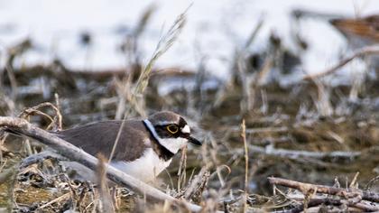 Little Ringed Plover