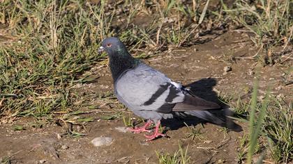 Rock Dove
