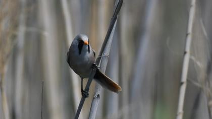 Bearded Reedling