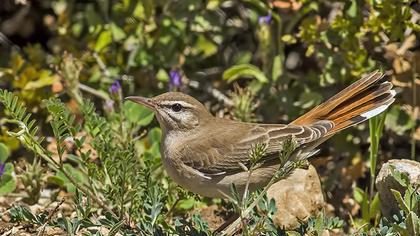Rufous-tailed Scrub Robin