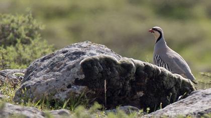 Chukar Partridge