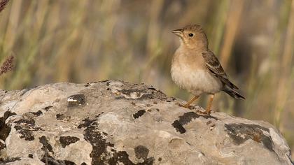 Pale Rockfinch