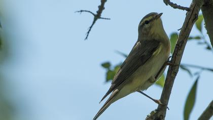 Willow Warbler