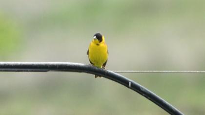 Karabaşlı kirazkuşu