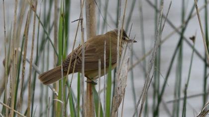 Büyük kamışçın