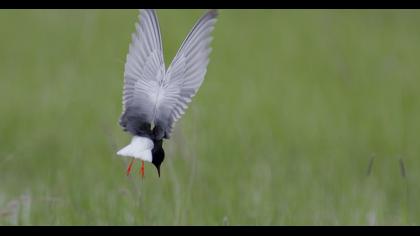White-winged Tern