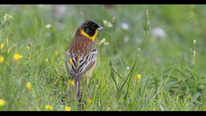 Black-headed Bunting