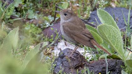 Common Nightingale