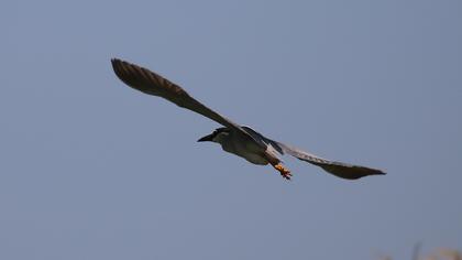 Black-crowned Night Heron