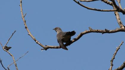 Common Cuckoo