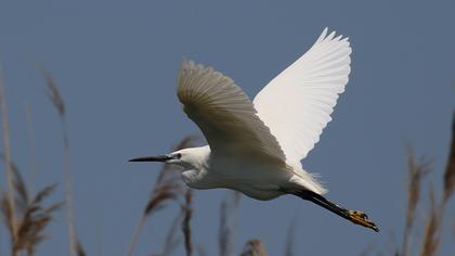 Little Egret