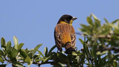 Black-headed Bunting