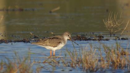 Terek Sandpiper