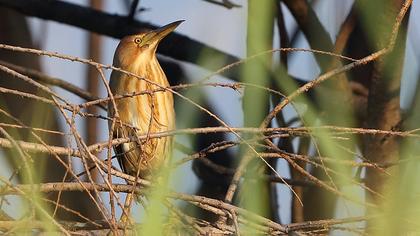 Little Bittern