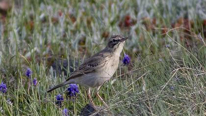 Tawny Pipit