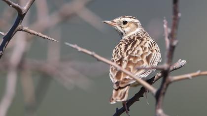 Woodlark