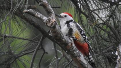 Middle Spotted Woodpecker