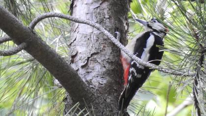 Great Spotted Woodpecker