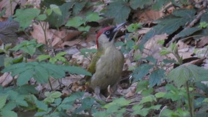 European Green Woodpecker