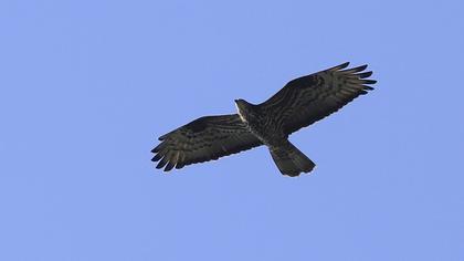 European Honey Buzzard