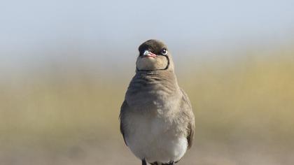 Collared Pratincole