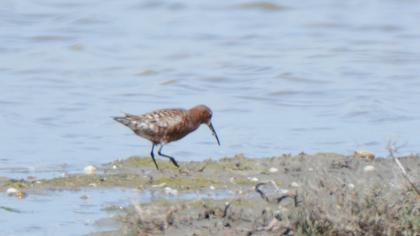 Curlew Sandpiper