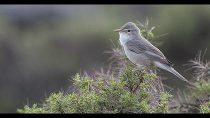 Upcher`s Warbler