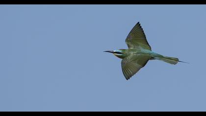 Blue-cheeked Bee-eater