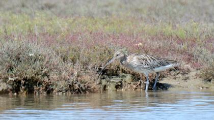 Eurasian Curlew