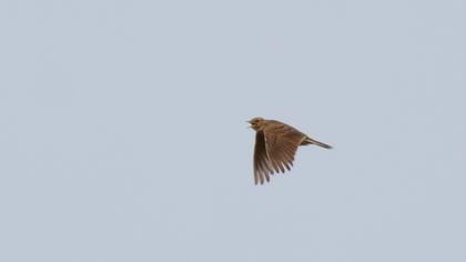 Eurasian Skylark