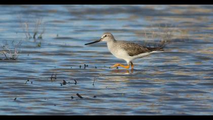 Terek Sandpiper