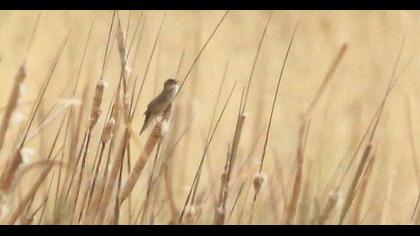 Bataklık kamışçını