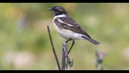 Siberian Stonechat