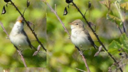 Eastern Olivaceous Warbler