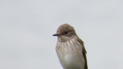 Spotted Flycatcher