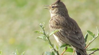 Crested Lark
