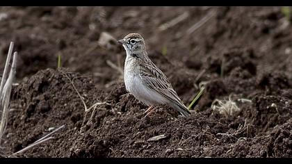 Greater Short-toed Lark