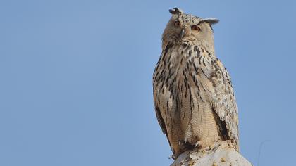 Eurasian Eagle-Owl