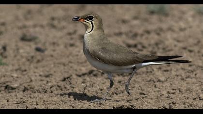 Collared Pratincole