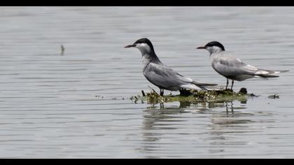Whiskered Tern