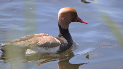 Red-crested Pochard