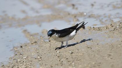 Common House Martin