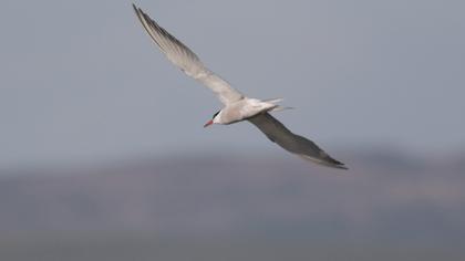 Common Tern