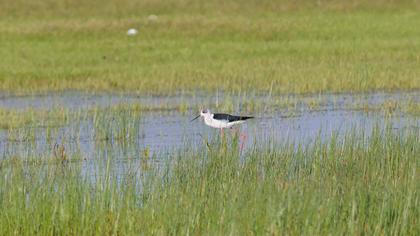 Black-winged Stilt