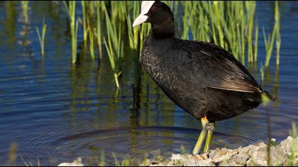 Eurasian Coot