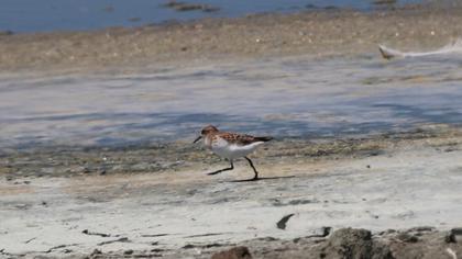 Little Stint