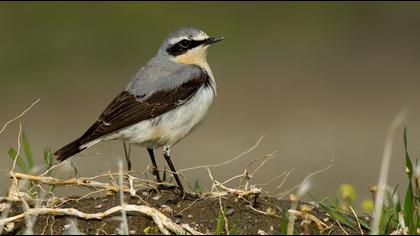 Northern Wheatear